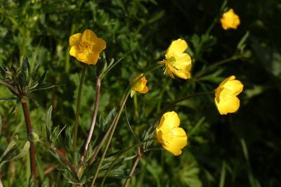 <i>Ranunculus bulbosus</i>