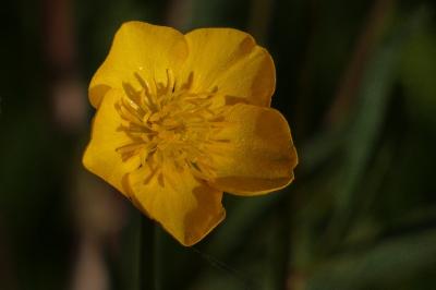 <i>Ranunculus bulbosus</i>