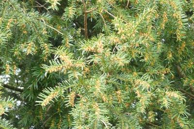 <i>Taxus baccata</i>