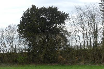 <i>Taxus baccata</i>