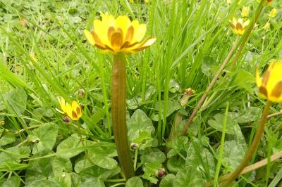 <i>Ficaria verna</i>
