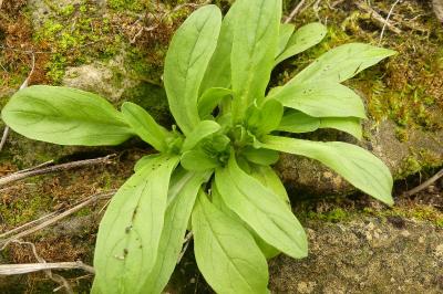 <i>Valerianella locusta</i>