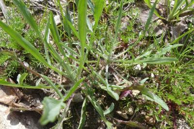 <i>Cyanus segetum</i>