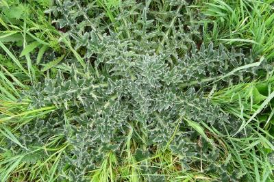 <i>Carduus nutans</i>