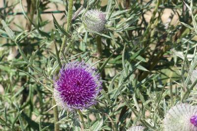 <i>Cirsium eriophorum</i>