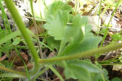 <i>Saxifraga granulata</i>