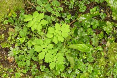 <i>Chelidonium majus</i>