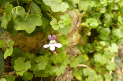 <i>Cymbalaria muralis</i>