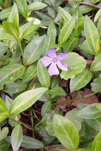 <i>Vinca minor</i>