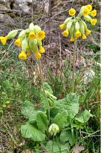 <i>Primula veris</i>