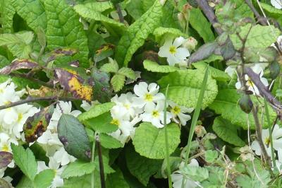 <i>Primula vulgaris</i>