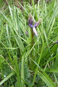 <i>Hyacinthoides non-scripta</i>