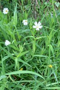<i>Rabelera holostea</i>
