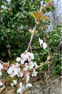 <i>Prunus avium</i>