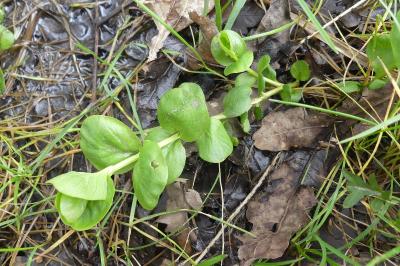 <i>Lysimachia nummularia</i>