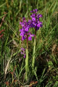 <i>Anacamptis morio</i>