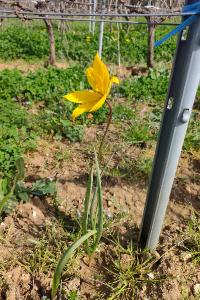<i>Tulipa sylvestris</i>