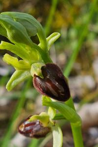 <i>Ophrys aranifera subsp. aranifera</i>