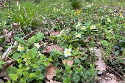 <i>Primula vulgaris</i>