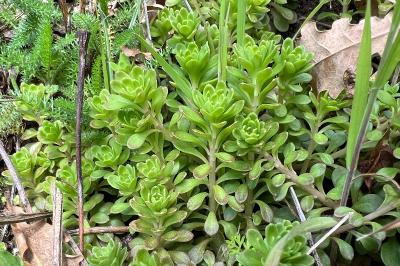 <i>Sedum cepaea</i>