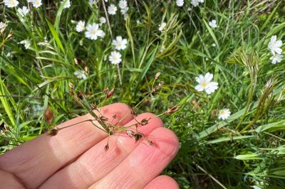 <i>Luzula forsteri</i>