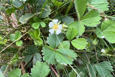 <i>Potentilla sterilis</i>
