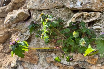 <i>Lamium hybridum</i>
