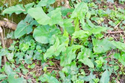 <i>Arum maculatum</i>