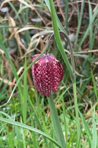 <i>Fritillaria meleagris</i>