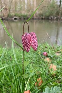 <i>Fritillaria meleagris</i>