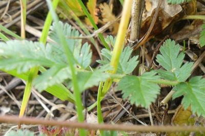 <i>Erodium cicutarium</i>