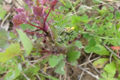 <i>Sonchus oleraceus</i>