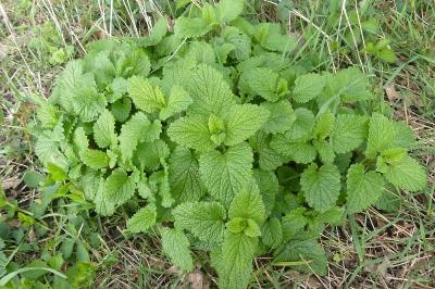 <i>Melissa officinalis</i>