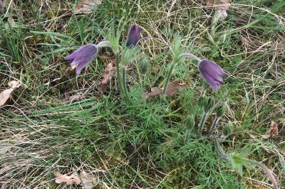 <i>Pulsatilla</i>