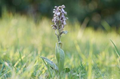 <i>Himantoglossum robertianum</i>