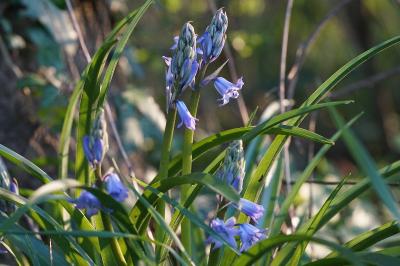 <i>Hyacinthoides hispanica</i>