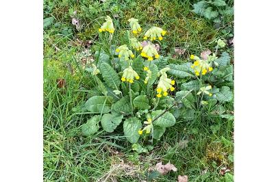 <i>Primula veris</i>