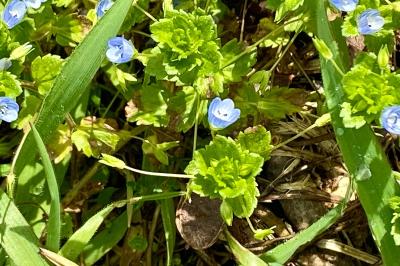 <i>Veronica persica</i>