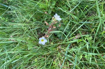 <i>Saxifraga granulata</i>