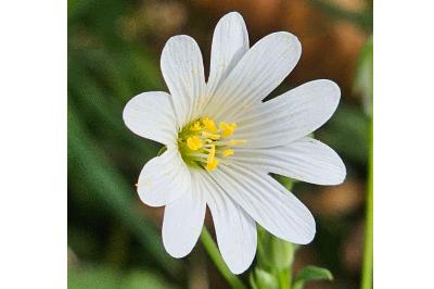 <i>Rabelera holostea</i>