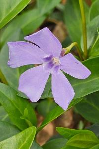 <i>Vinca minor</i>