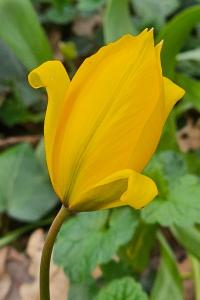 <i>Tulipa sylvestris</i>
