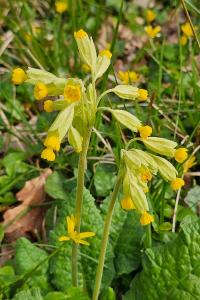 <i>Primula veris</i>