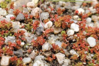 <i>Crassula tillaea</i>