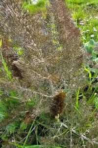 <i>Foeniculum vulgare</i>