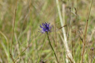 <i>Phyteuma orbiculare</i>