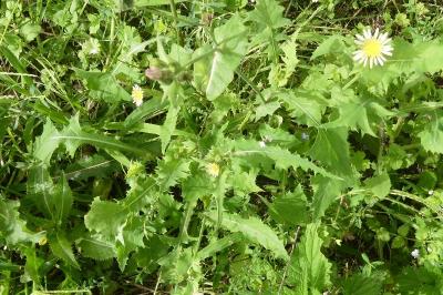<i>Sonchus oleraceus</i>