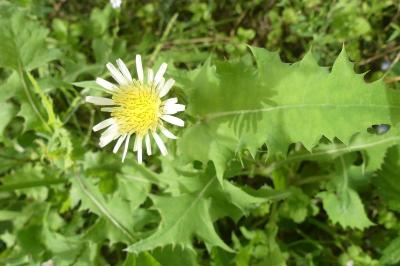 <i>Sonchus oleraceus</i>