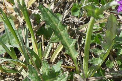 <i>Cirsium tuberosum</i>