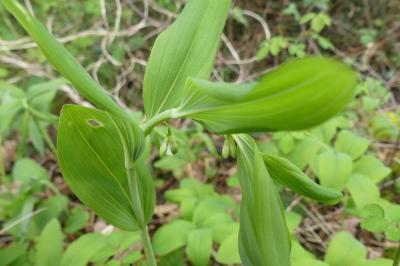 <i>Polygonatum multiflorum</i>